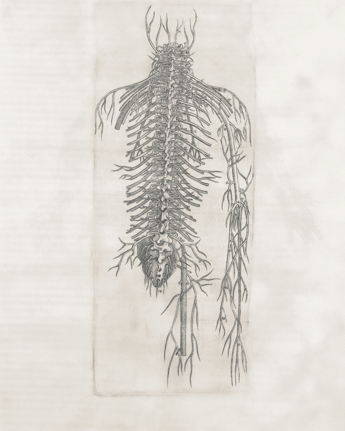 Dawna rycina anatomiczna przedstawiająca rdzeń kręgowy i korzenie nerwowe