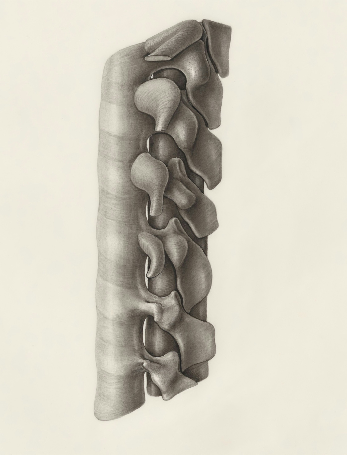 Monochromatyczny model anatomiczny kręgów kręgosłupa